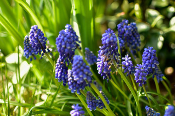 Fototapeta premium spring flowers bloom in the garden