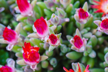 Lampranthus with its orange blossoms closed