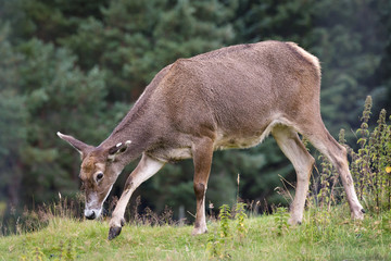 Naklejka na ściany i meble Thorold's Deer (Cervus albirostris) or White-Lipped Deer