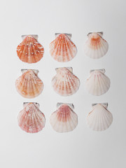 Geometrically arranged shells on a white background