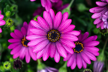 GERBER DAISY PINK AND PURPLE CLOSE UP MACRO