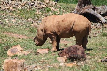 Baby rinoceros in the wild desert