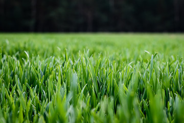 A sea of grass blades