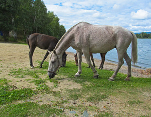 Obraz premium Horses eating grass in a green meadow. Cute domestic animals grazing on a green field on a sunny summer day.