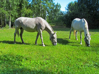 Obraz na płótnie Canvas Horses eating grass in a green meadow. Cute domestic animals grazing on a green field on a sunny summer day.