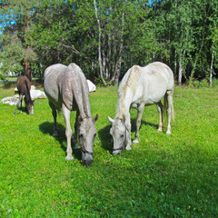 Naklejka na ściany i meble Horses eating grass in a green meadow. Cute domestic animals grazing on a green field on a sunny summer day.