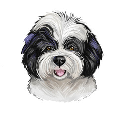 Zuchon dog digital art illustration isolated on white.