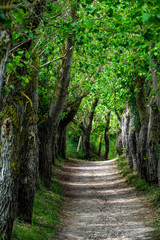 Chemin de promenade