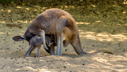 Kangourou et son petit