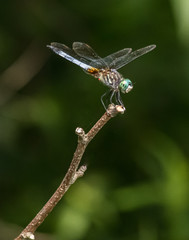 Blue Dasher dragonfly atop a twig with a blurred green background