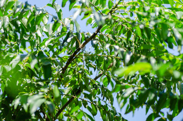 Fototapeta na wymiar Close up shot, fresh curry leaves (Murraya koenigii or Bergera koenigii) at plant garden. bright sunny day and shallow depth of field background