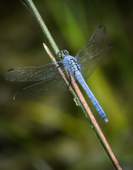 A blue dasher dragonfly resting on a reed