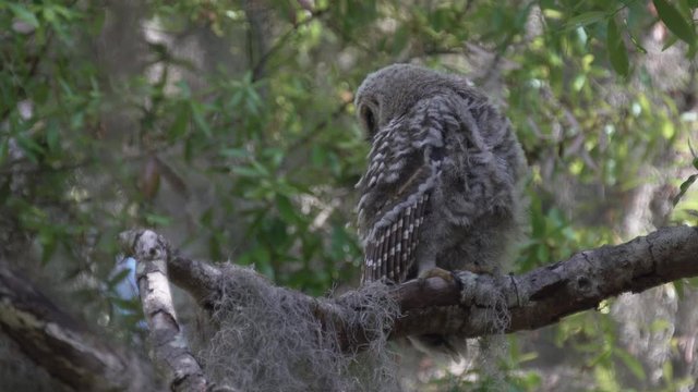 Baby barred owl preening feathers on a tree branch in Kraft Azalea park near Orlando Florida