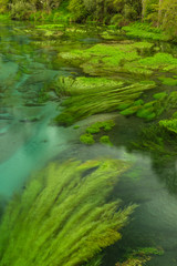 ニュージーランド　プタルルのブルースプリングの透明で澄んだ川