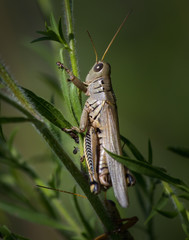 A differential grasshopper climbs a green plant in summer