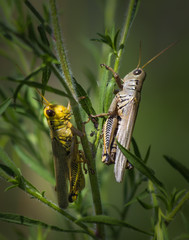 Two grasshopppers climbing a plant in a meadow in eastern Pennsylvania
