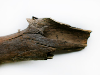 tree trunk isolated on white background