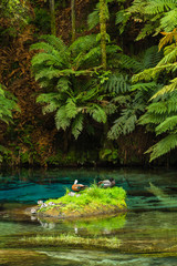 ニュージーランド　プタルルのブルースプリングの透明で澄んだ川