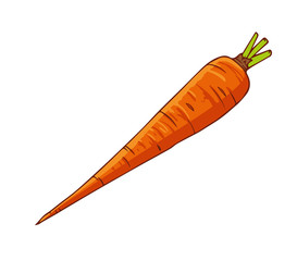 Fresh carrot. Cartoon vector icon isolated on white