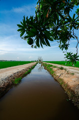 Obraz premium Rural area view surrounding with beautiful landscape of green paddy rice field