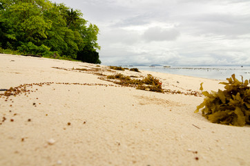 closeup image of yellow sea grass stranded on sandy beach. cloudy sky background