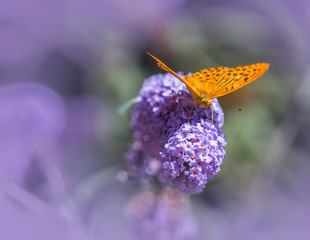 farfalla di montagna che si nutre sui fiori di polline