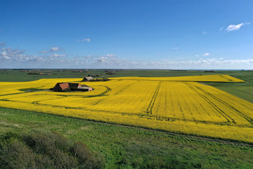 Fototapeta premium Rapsfeld aus der Drohneperspektive