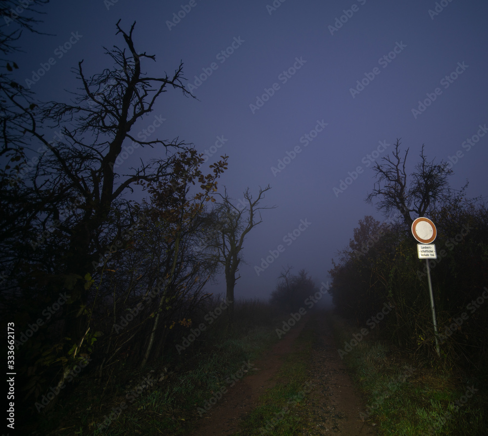 Wall mural trees in a city park at night in foggy weather