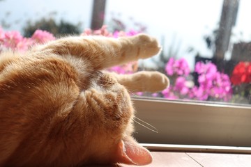 窓辺でリラックスする猫アメリカンショートヘアー