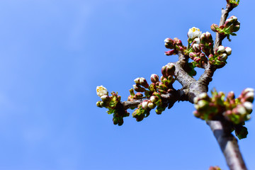 cherry blossoms against the blue sky