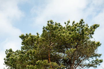 the sky above the trees in the forest