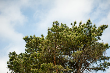 Obraz premium Błękitne niebo z chmurami nad drzewami w zielonym lesie