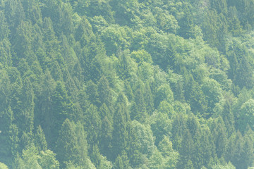 Healthy green trees in a forest of old spruce, fir and pine trees in wilderness of a national park. Sustainable industry, ecosystem and healthy environment concepts and background. Only trees