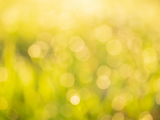 Fototapeta premium 朝露と光