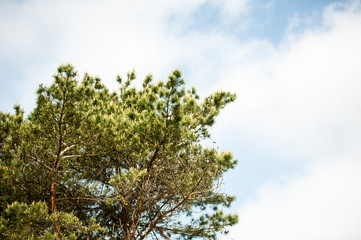 the sky above the trees in the forest