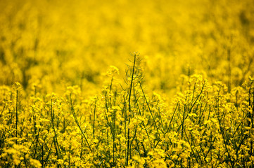Obraz premium Yellow rapeseed fields are blooming