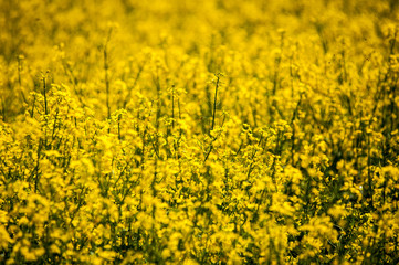 Obraz premium Yellow rapeseed fields are blooming