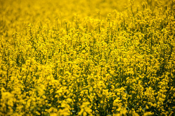 Yellow rapeseed fields are blooming