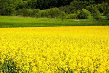 Obraz premium Yellow rapeseed fields are blooming