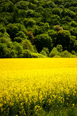 Yellow rapeseed fields are blooming