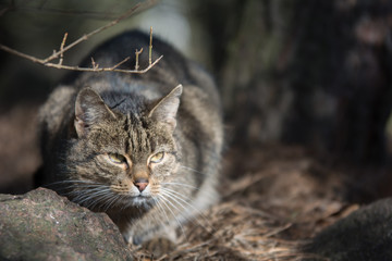 Naklejka na ściany i meble Grey tabby cat lurking in a forest behind a stone