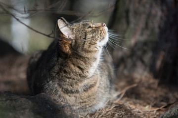 Grey tabby cat in a forest behing a stone, looking up