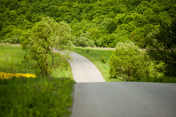 the sky above the trees in the forest