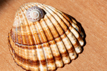 Joyful and summery set of seashells on a diffuse and colorful background that evokes the tranquility and serenity of the environment from which they come     