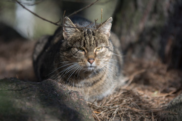 Grey tabby cat lying in a forest behing a stone