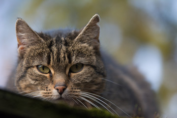 Close-up of a sprayed tabby cat with incision scar on her ear looking straight into the camera - copy space