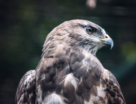 foto di rapace allo stato libero