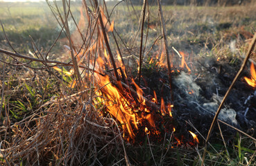Flames of fire on dry grass