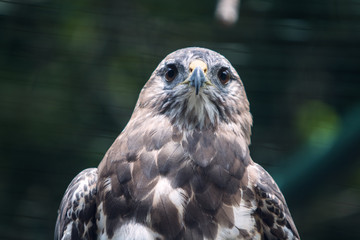 foto di rapace allo stato libero