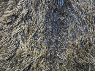 skin with wild animal hair